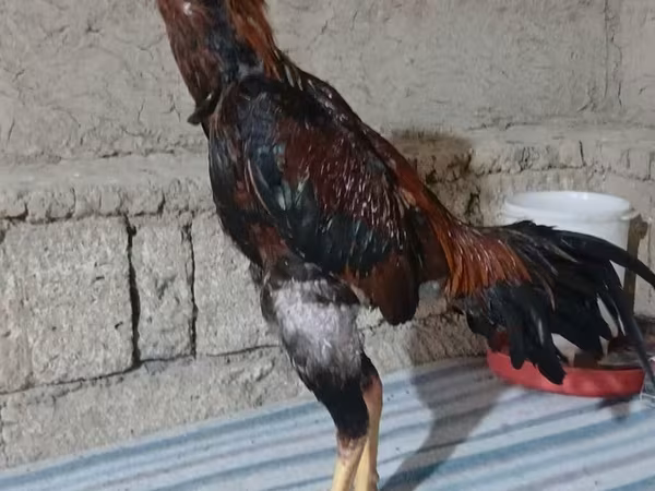 Dominant — Azerbaijan