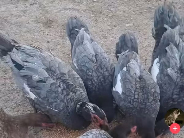 Domestic Muscovy — Azerbaijan