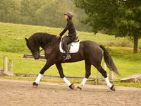 At, Friesian — foto 5