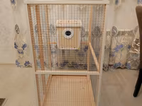 Papuqay,dovşan,hamster,şinşila,bildirçin,cücə,xamyak,pişik,quş,tısbağa — Foto 4