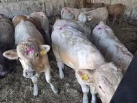 Býk, Charolais cattle — foto 4