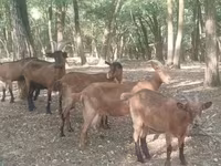 Bode, Cabras — foto 1