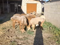 Ram, Hissar sheep — photo 4