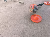 Chickens — photo 2