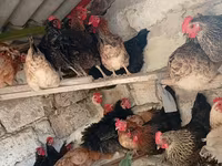 Chickens — photo 6