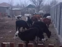 Baran, Owce — zdjęcie 2