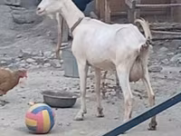 Dişi keçi, Alpine goat — foto 1