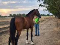 Cavalo, Westphalian — foto 3