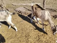 Koza, Boer goat — foto 2