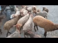 Sheep, Sheep — photo 4