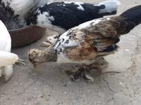 Yapon Bantam — foto 6