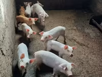 Säue, Schweine — Foto 1