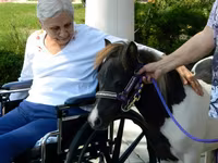Stute, Miniature horse — Foto 7