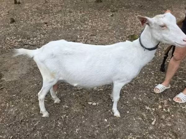 Goat, Saanen goat