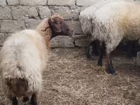 Qoç, Blackheaded Persian sheep — foto 4
