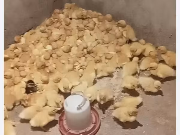 German Pekin