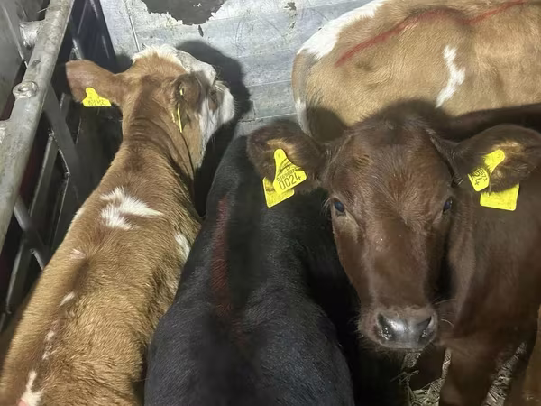 Bull, Cattle