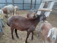 Qoyun, Arashan sheep — foto 5