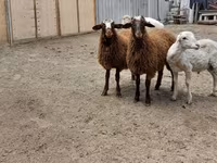 Qoç, Qoyunlar — foto 8