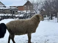 Ram, Sheep — photo 2