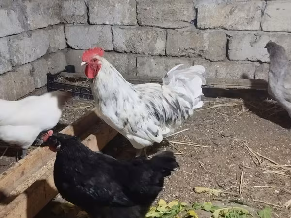 Australorp — Azərbaycan