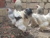 Brahma — photo 1