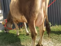 İnək, Swiss cattle — foto 1