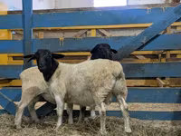 Qoç, Suffolk sheep — foto 1