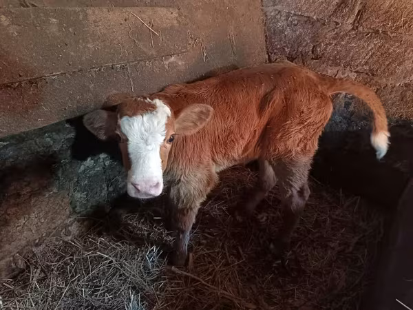 İnək, Simmental cattle