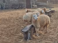 Qoyunlar (partiya, cinsi göstərilməyib), Qoyunlar — foto 7