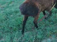 Ram, Qashqai sheep — photo 2