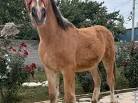 Cavalo, Cavalos — foto 4