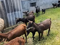 Dişi keçi, Murcia-Granada goats — foto 2