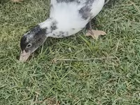 Domestic Muscovy — photo 4