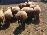 Ovejas (lote, sexo no especificado), Ovejas — foto 1