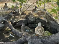 Ducks — الصورة 4