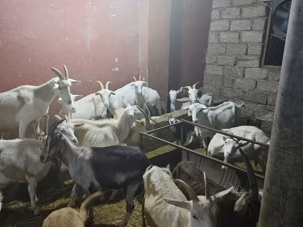 Goat, Goats