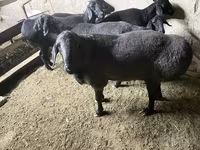 Beran, Hissar sheep — foto 5