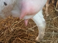 Goat, Goats — photo 5