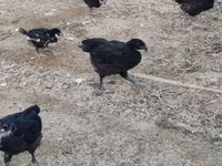 Chickens — foto 2