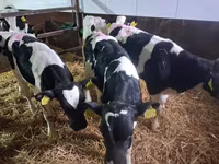 Býk, Simmental cattle — foto 2
