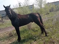 Caballo, Altai horse — foto 5