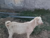 Keçi, Beetal goats — foto 1