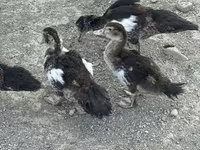 Ducks — photo 5