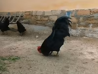 Australorp — photo 4