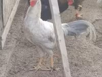 Chickens — 2-rasm