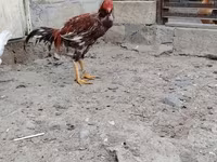 Chickens — photo 2