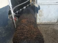 Ram, Sheep — photo 2