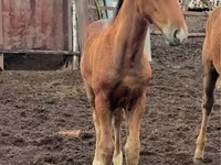 Madyan, Thoroughbred horse — foto 4
