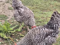 Chickens — photo 5